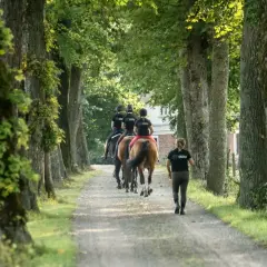 Ryttare från Segra gymnasiet rider längs en allé av träd.