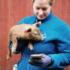 En kvinna med en liten gris i famnen tittar på sin mobil. Ett drömjobb att jobba med djur.