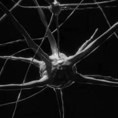 Närbild på nervceller, en visuell representation för neurovetenskap utbildning.
