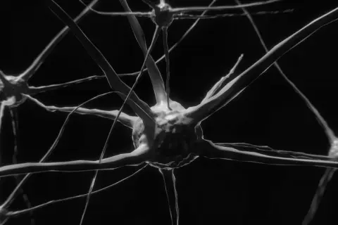 Närbild på nervceller, en visuell representation för neurovetenskap utbildning.