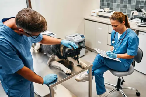 En djurvårdare nivå 3 undersöker en hund på ett undersökningsbord medan en kollega dokumenterar.