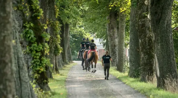 Ryttare från Segra gymnasiet rider längs en allé av träd.