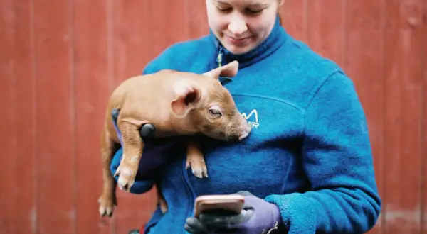 En kvinna med en liten gris i famnen tittar på sin mobil. Ett drömjobb att jobba med djur.