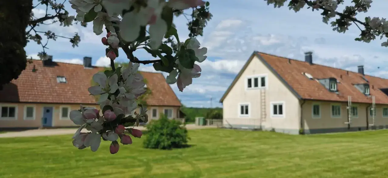 Blommande &auml;ppeltr&auml;d ramar in Ryssby gymnasiet med sina tegelr&ouml;da tak och ljusa fasader.